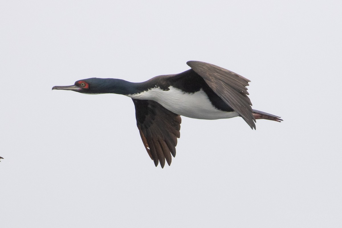 Guanay Cormorant - ML626320086