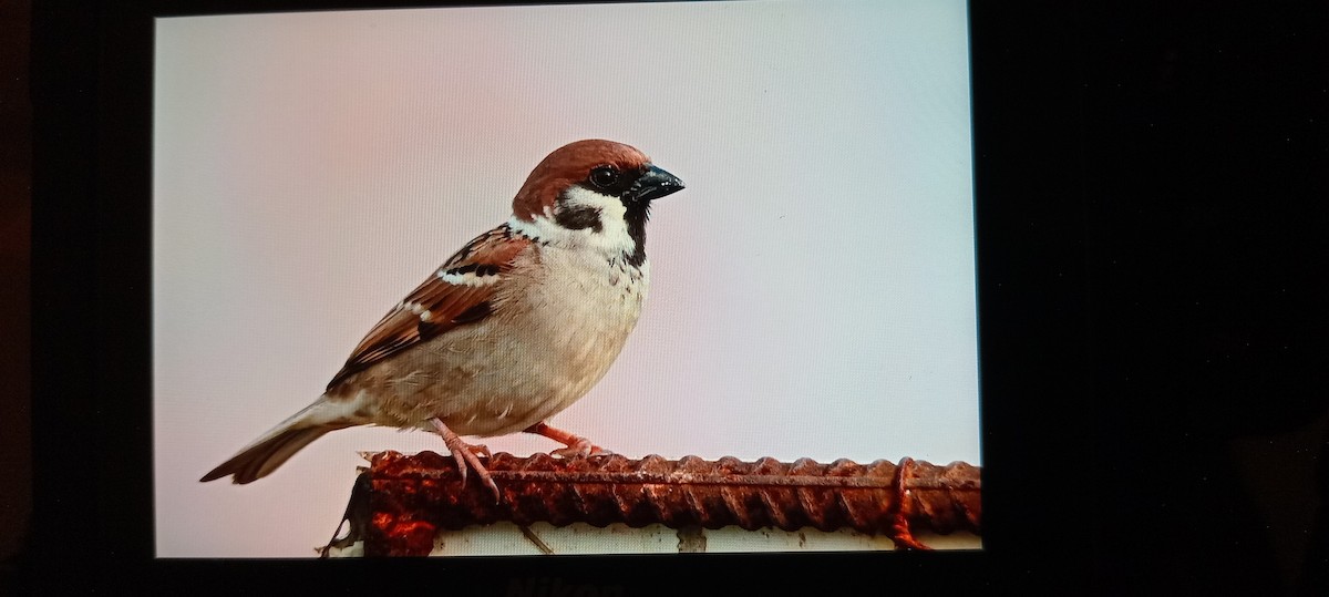Eurasian Tree Sparrow - ML626320203