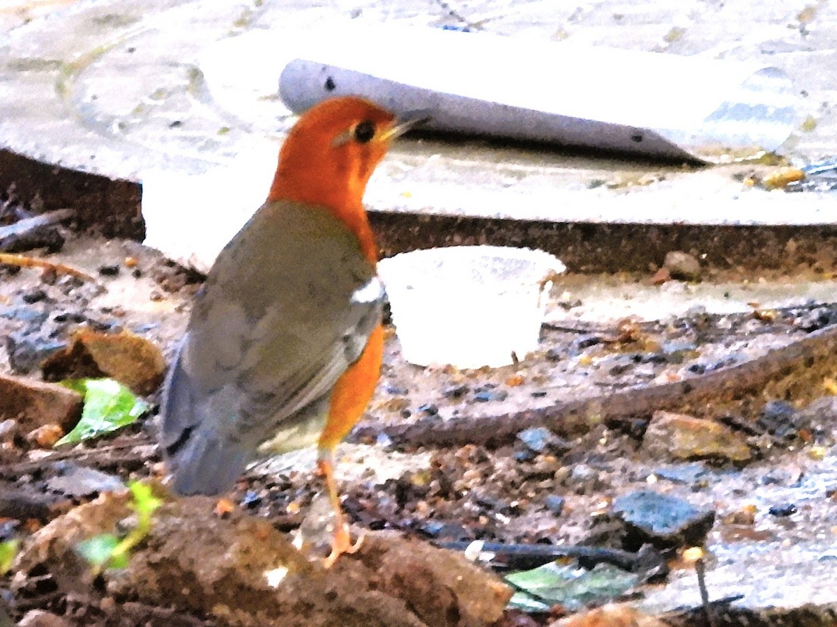 Orange-headed Thrush - ML626320349
