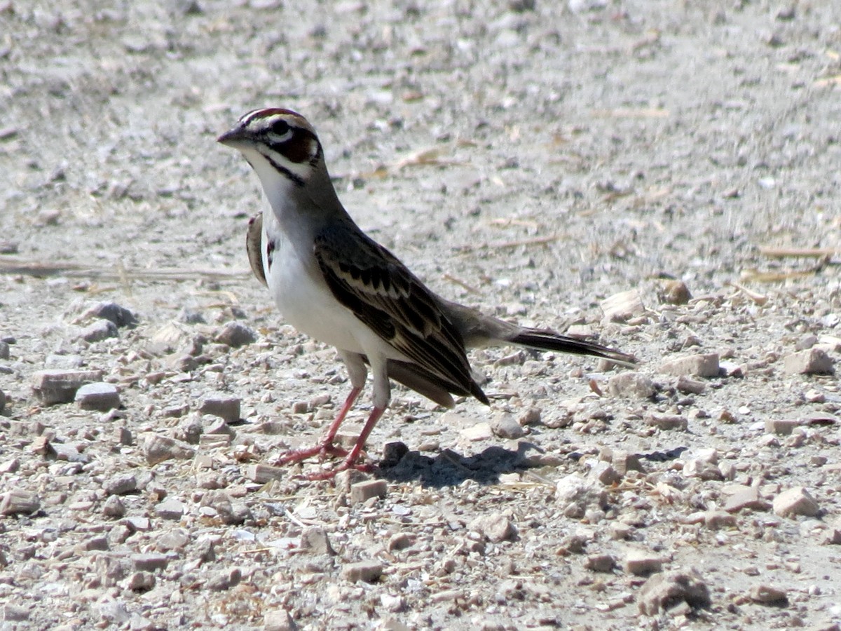 Lark Sparrow - ML626320436