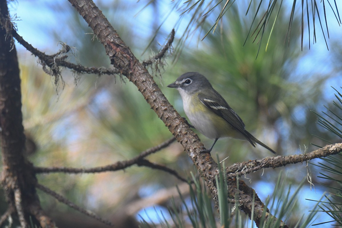 Blue-headed Vireo - ML626320450