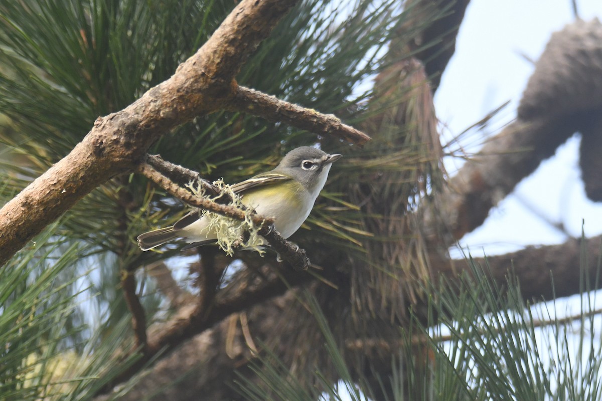 Blue-headed Vireo - ML626320451