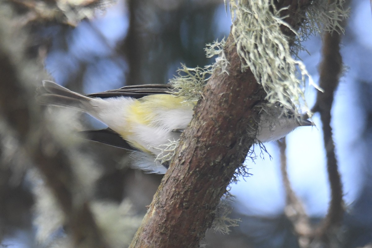 Blue-headed Vireo - ML626320452