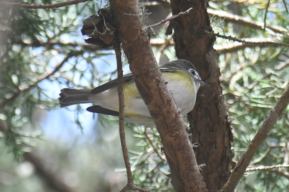 Blue-headed Vireo - ML626320453