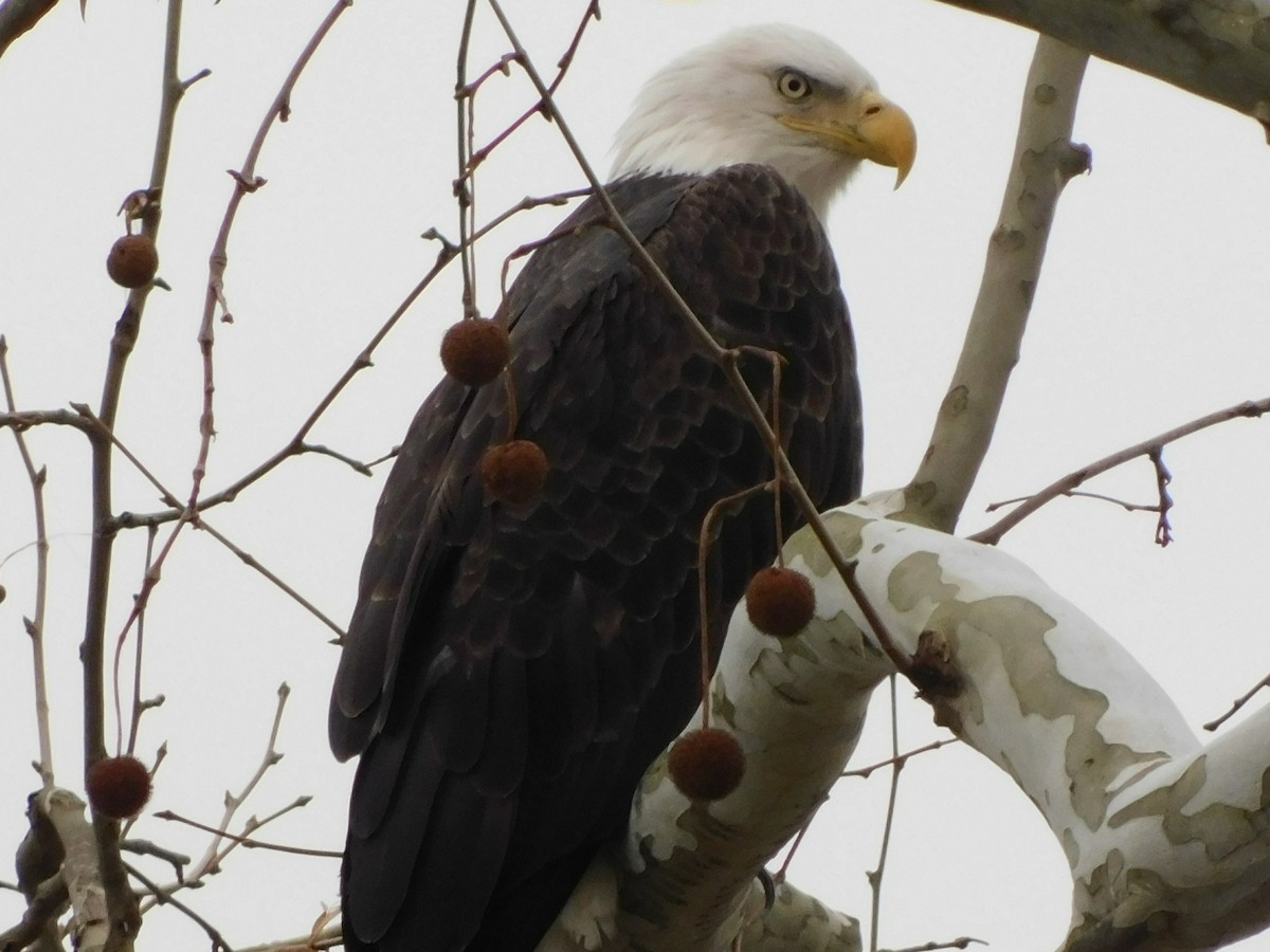 Bald Eagle - ML626320495