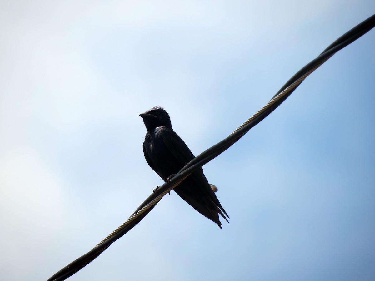 purpursvale - ML626320512