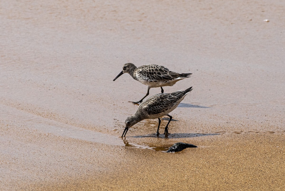 Great Knot - ML626320574