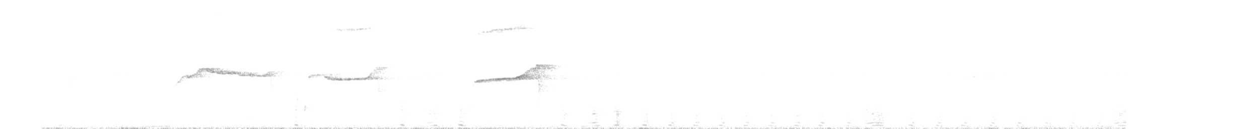 Лофур сріблястий - ML626320611