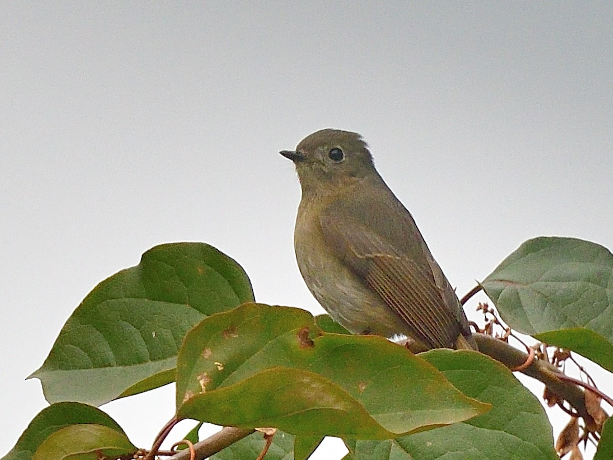 Papamoscas Zafiro - ML626320642