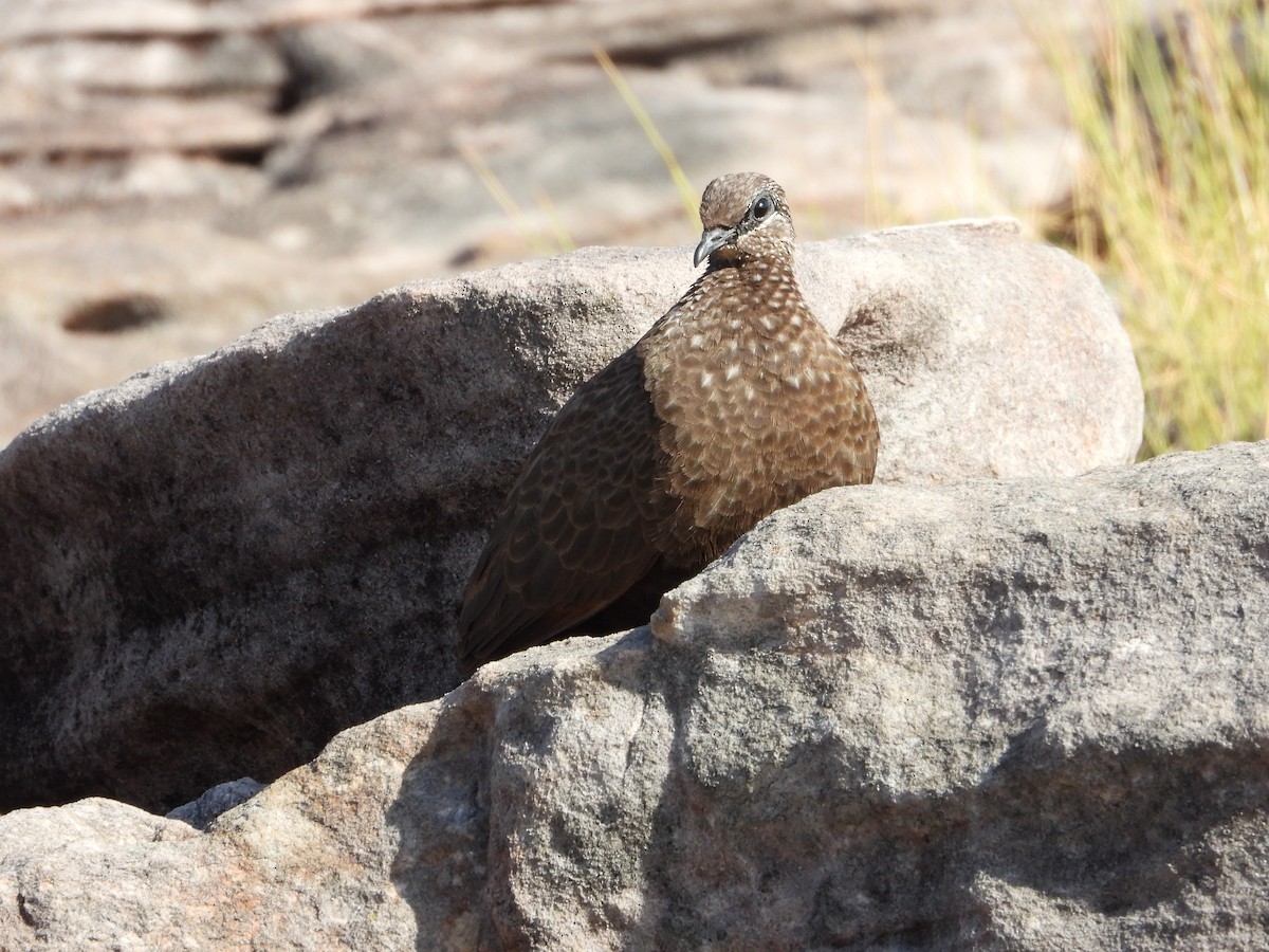 Chestnut-quilled Rock-Pigeon - ML626320721