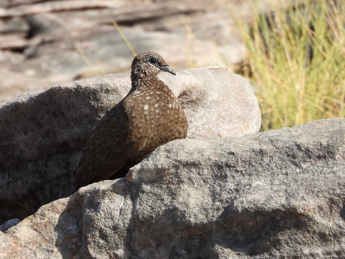 Chestnut-quilled Rock-Pigeon - ML626320728