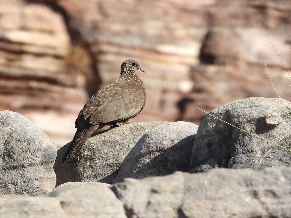 Chestnut-quilled Rock-Pigeon - ML626320761