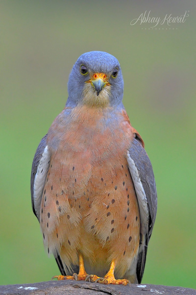 Lesser Kestrel - ML626320765