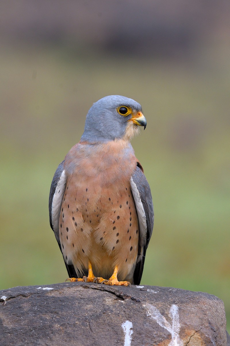Lesser Kestrel - ML626320766