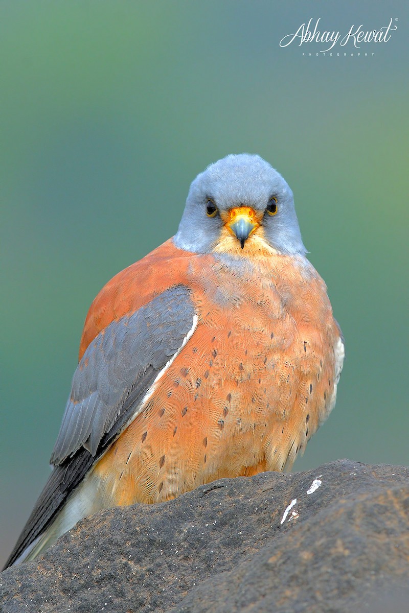 Lesser Kestrel - ML626320767