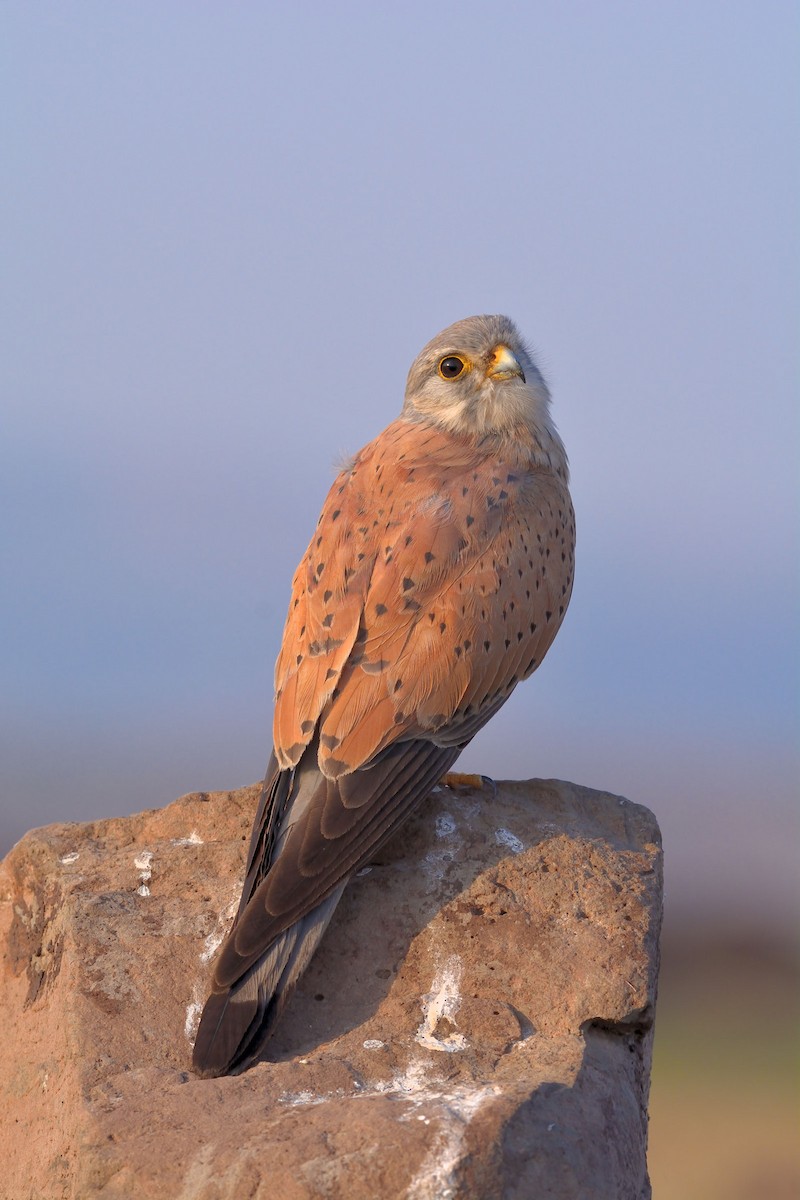 Eurasian Kestrel - ML626320798