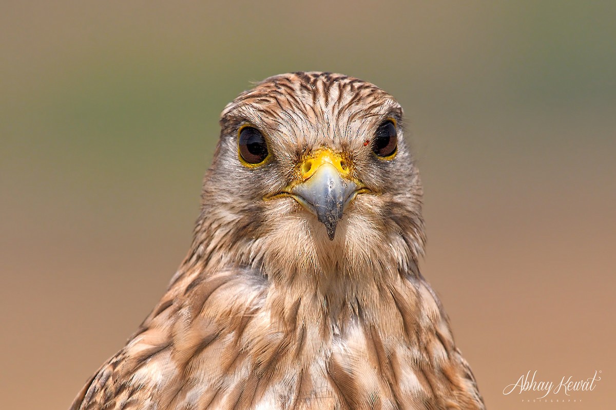 Eurasian Kestrel - ML626320799