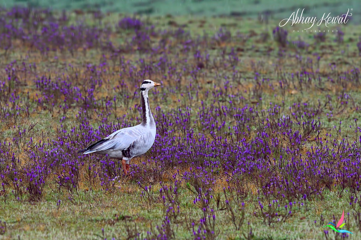 Bar-headed Goose - ML626320839