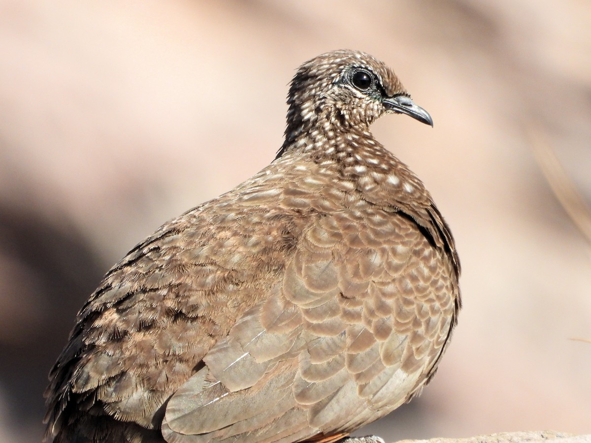 Chestnut-quilled Rock-Pigeon - ML626320942