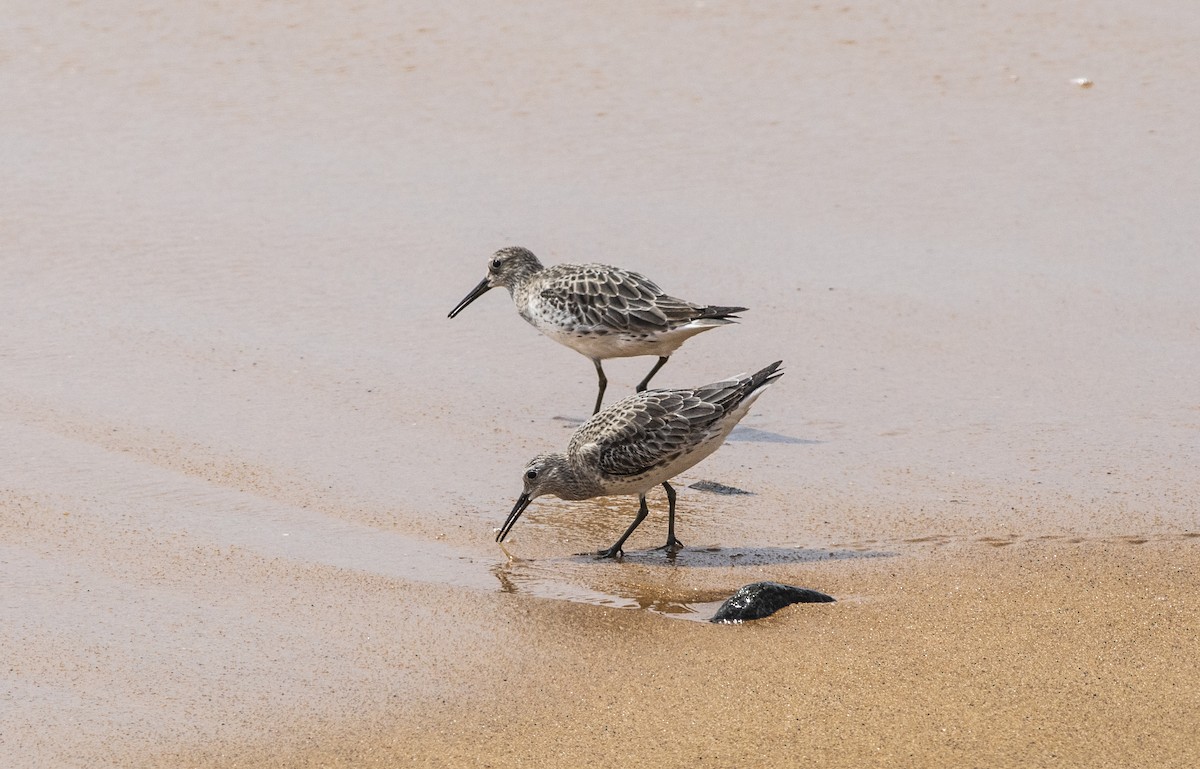 Great Knot - ML626321006
