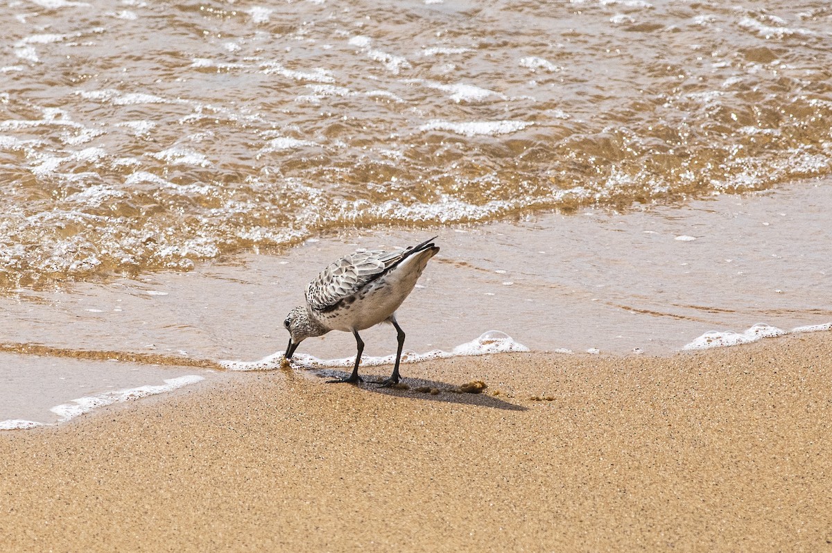 Great Knot - ML626321010