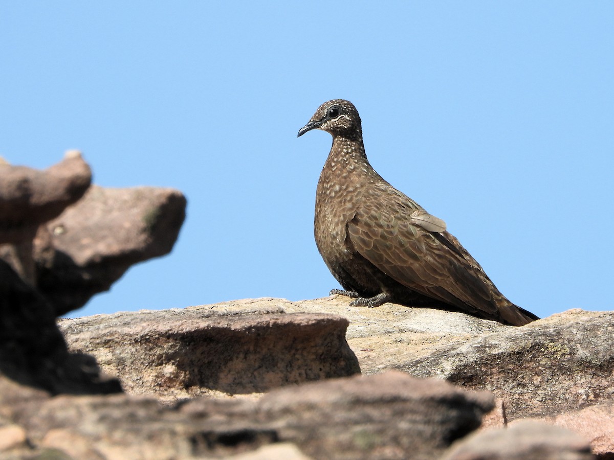 Chestnut-quilled Rock-Pigeon - ML626321065