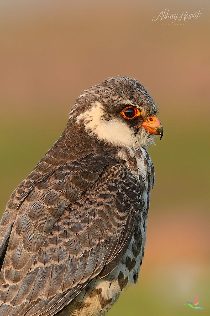 Amur Falcon - ML626321073