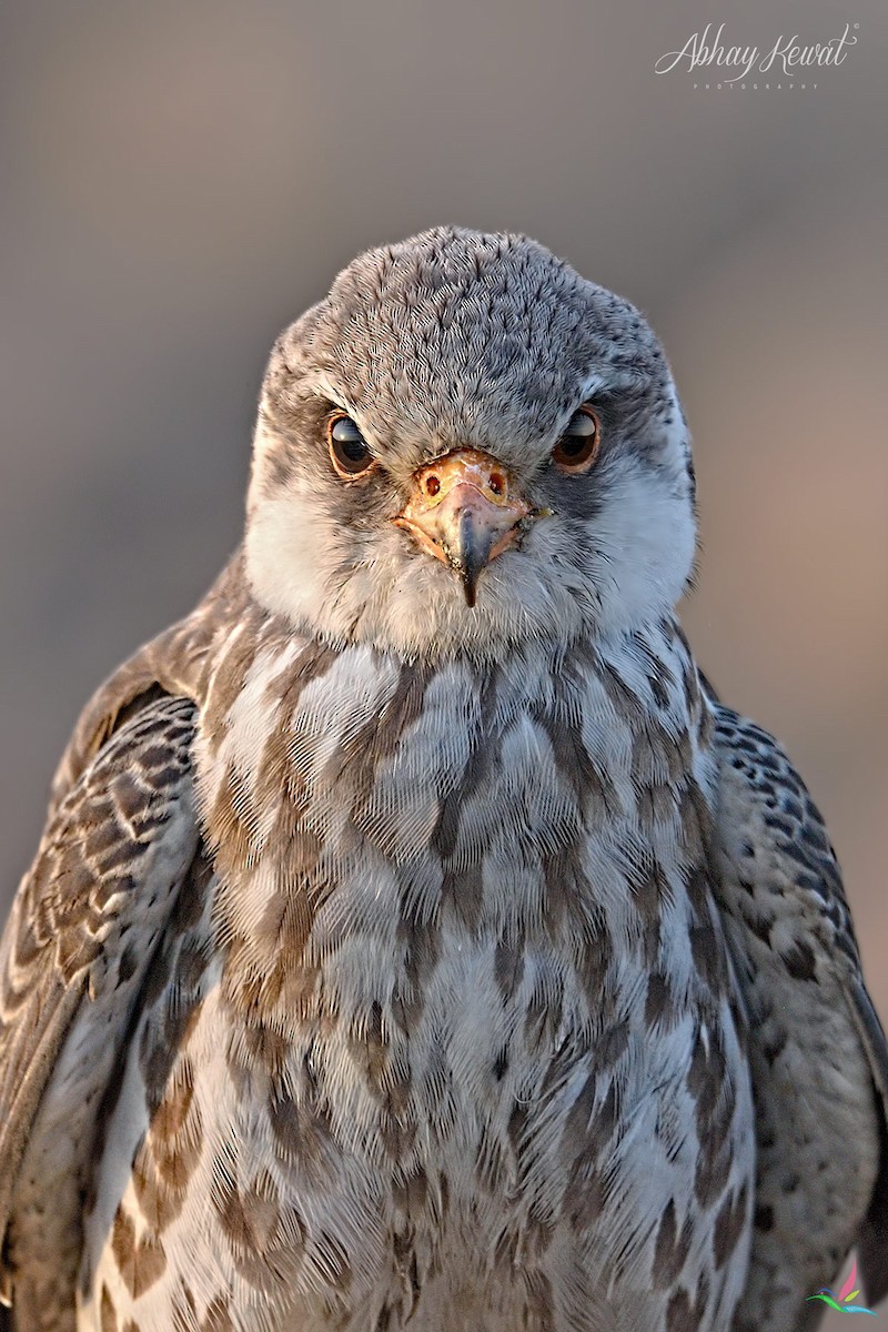 Amur Falcon - ML626321074