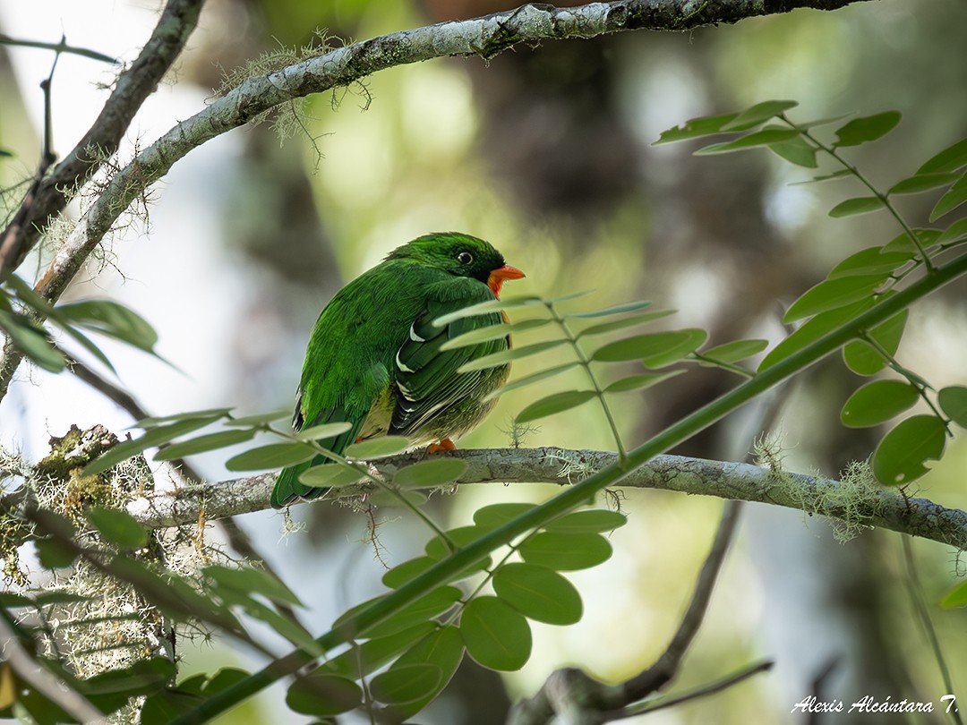 Scarlet-breasted Fruiteater - ML626321198