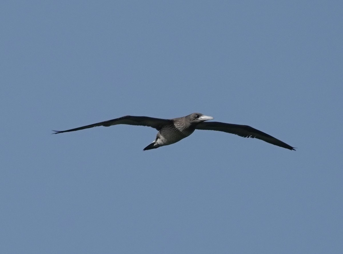 Northern Gannet - ML626321369