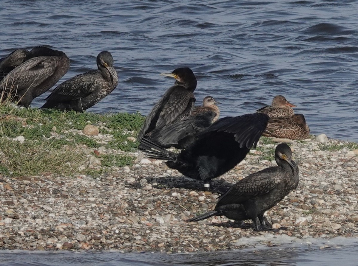 Garganey - ML626321374