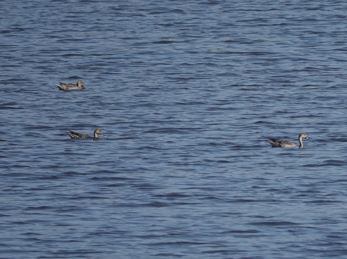 Northern Pintail - ML626321409