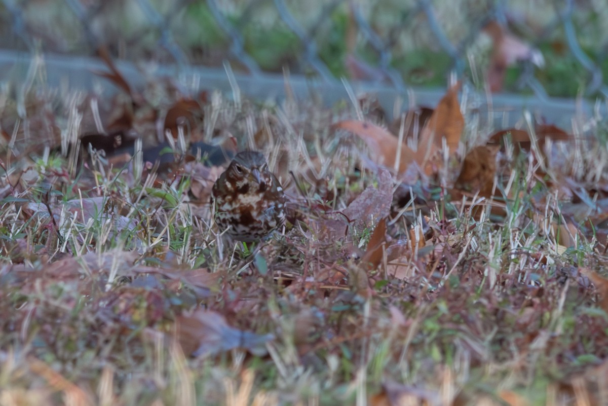 Fox Sparrow - ML626321716