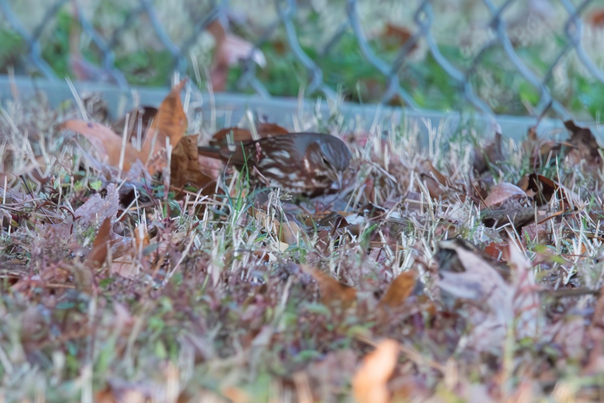 Fox Sparrow - ML626321718