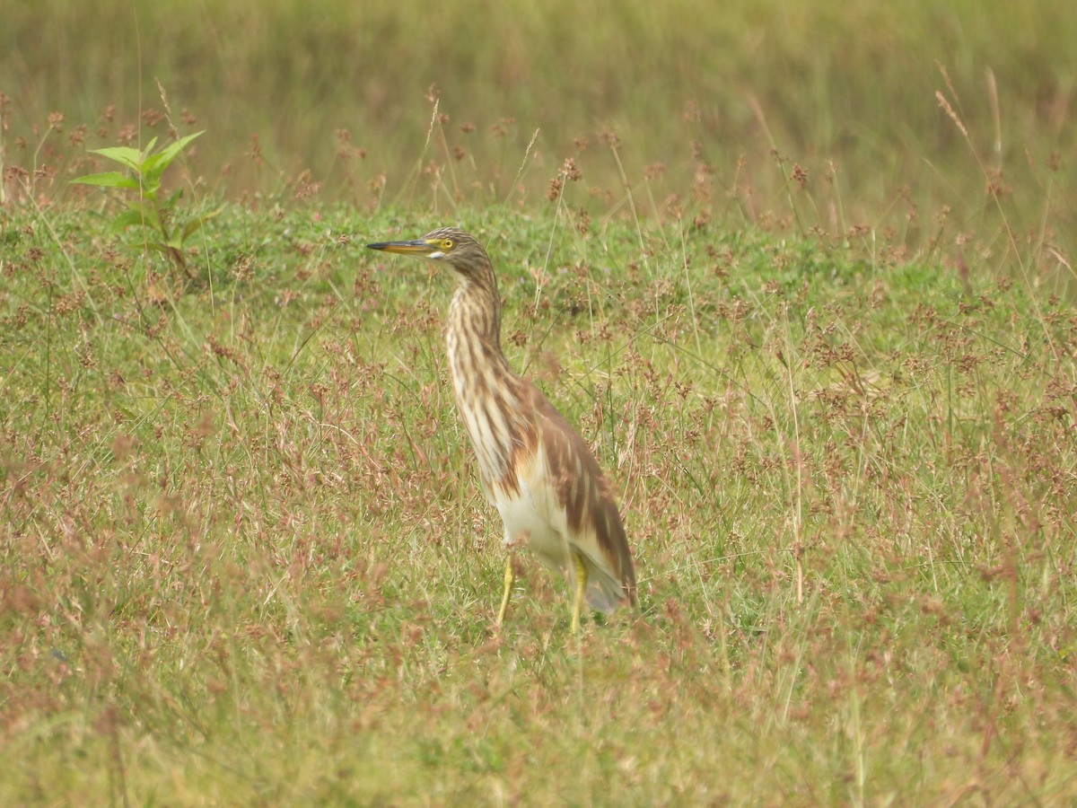 インドアカガシラサギ - ML626321777