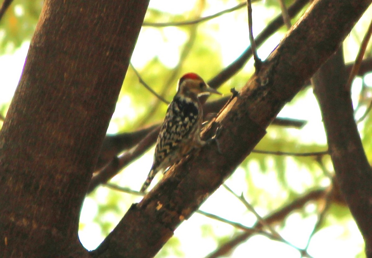 Yellow-crowned Woodpecker - ML626321969