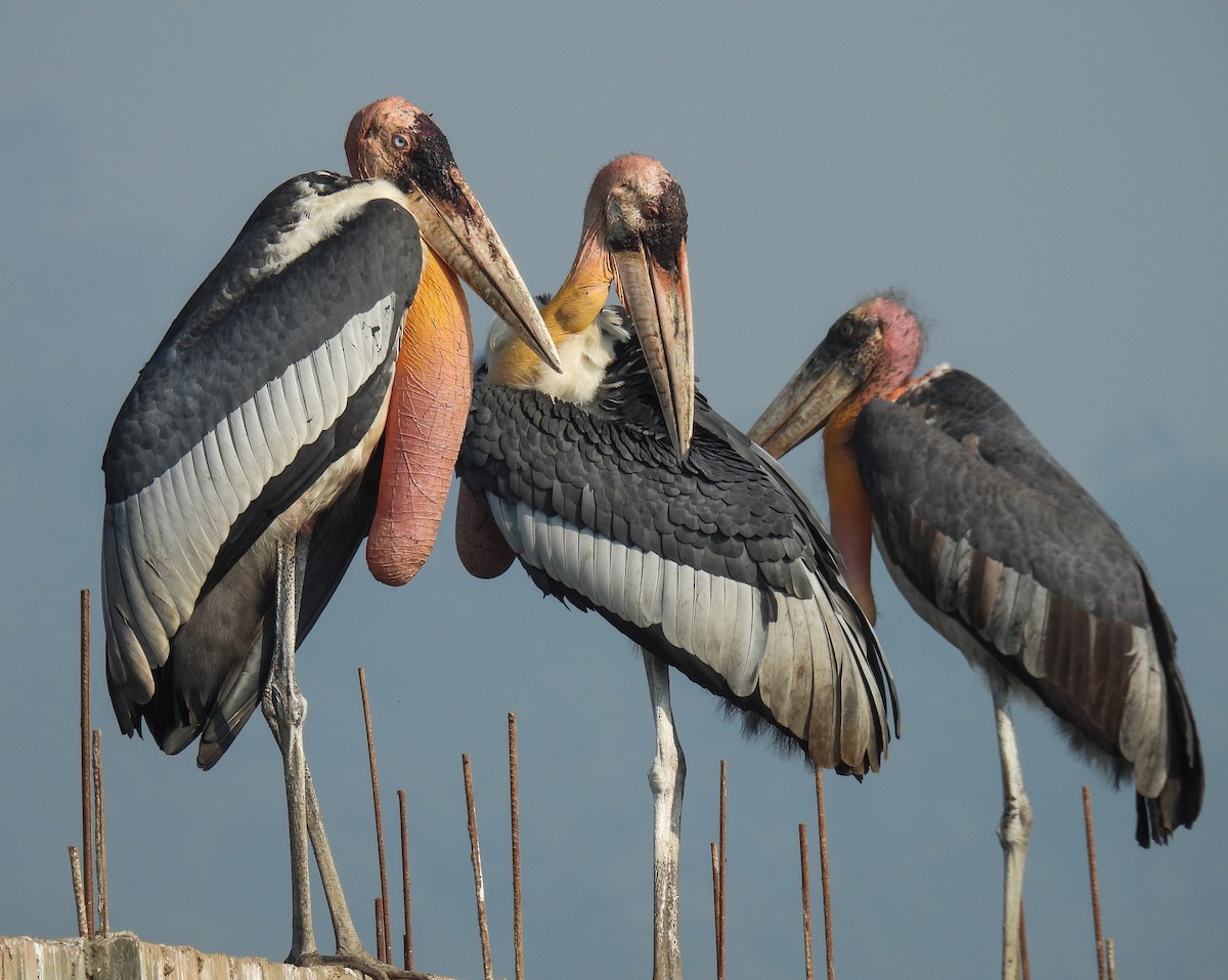 Greater Adjutant - ML626321998