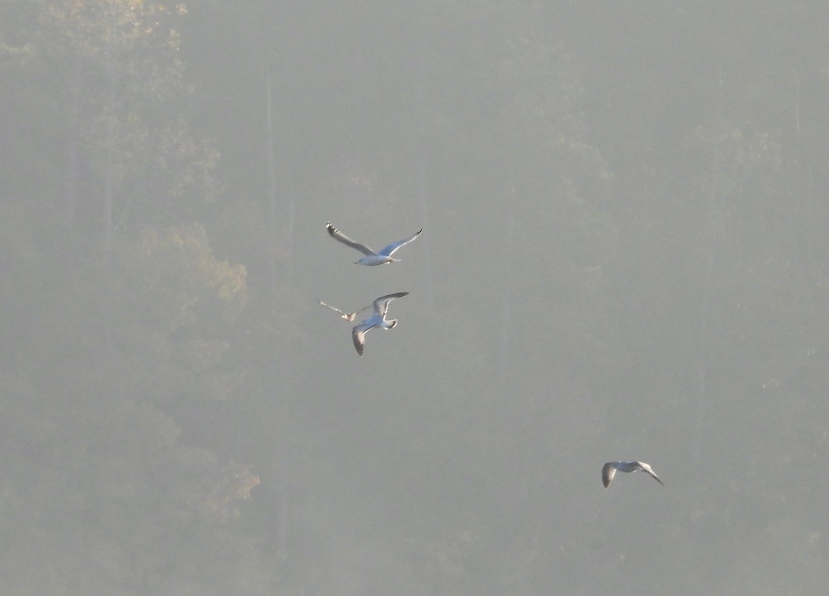 Ring-billed Gull - ML626322033