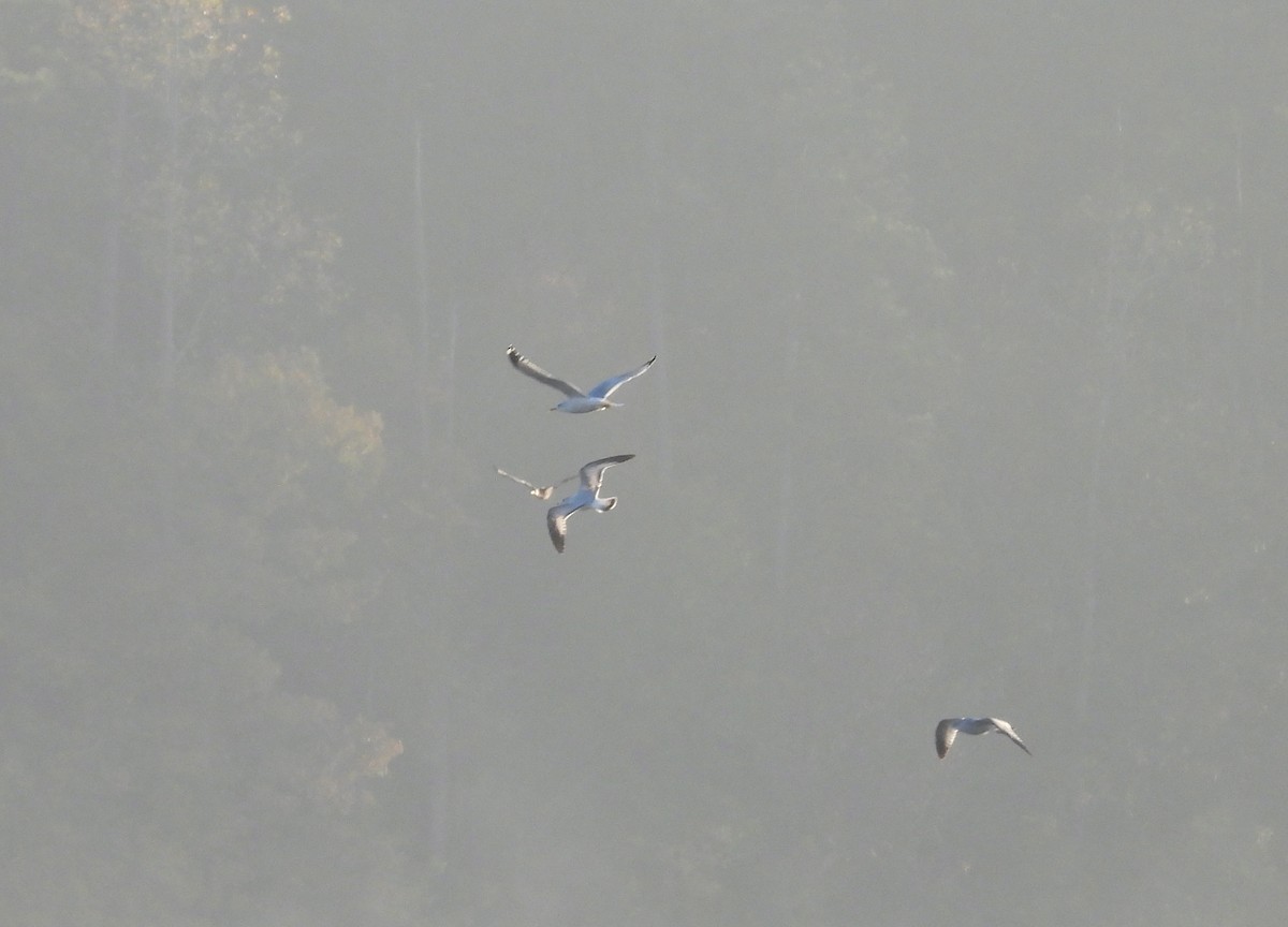 Ring-billed Gull - ML626322033