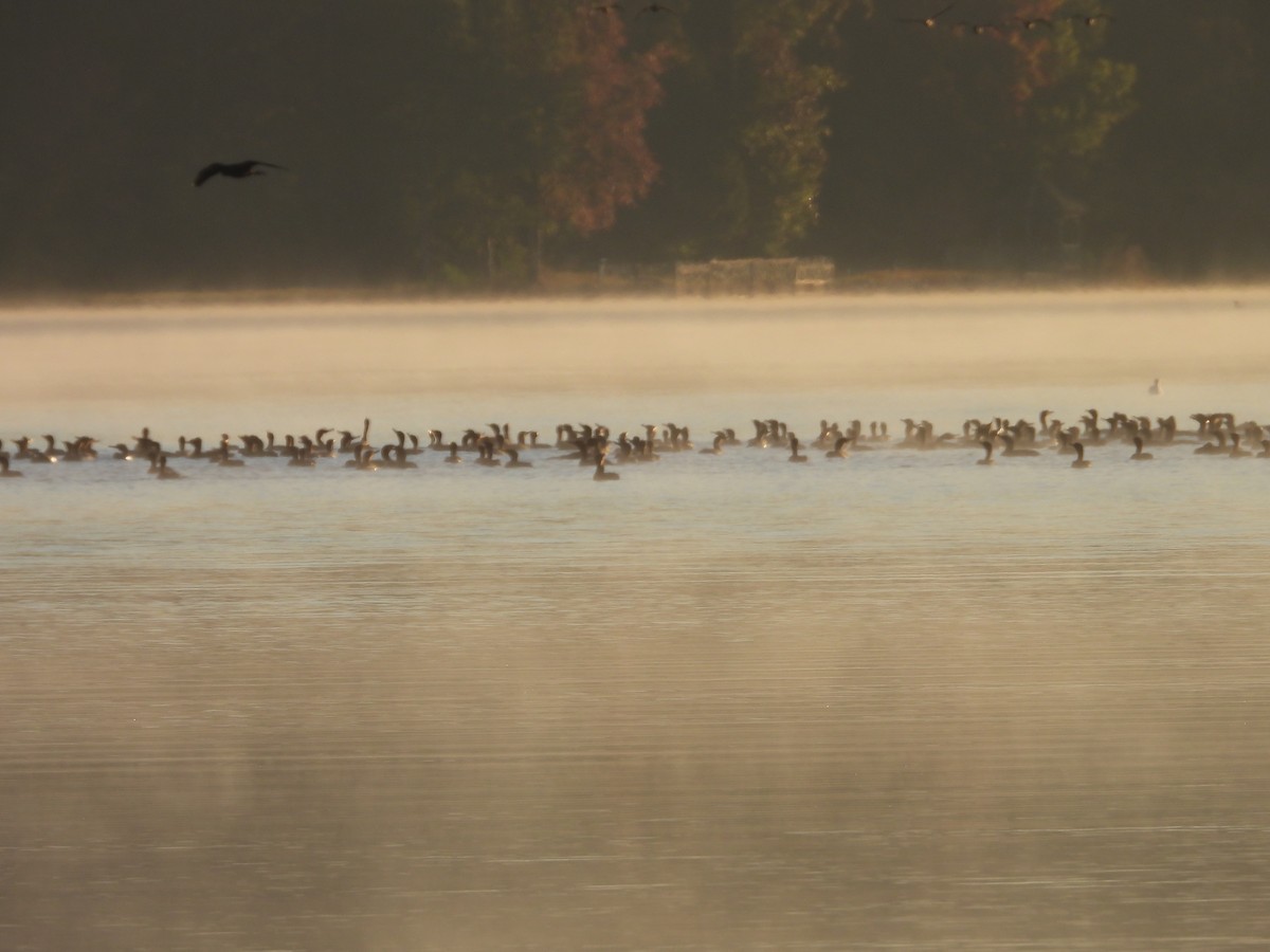 Double-crested Cormorant - ML626322041