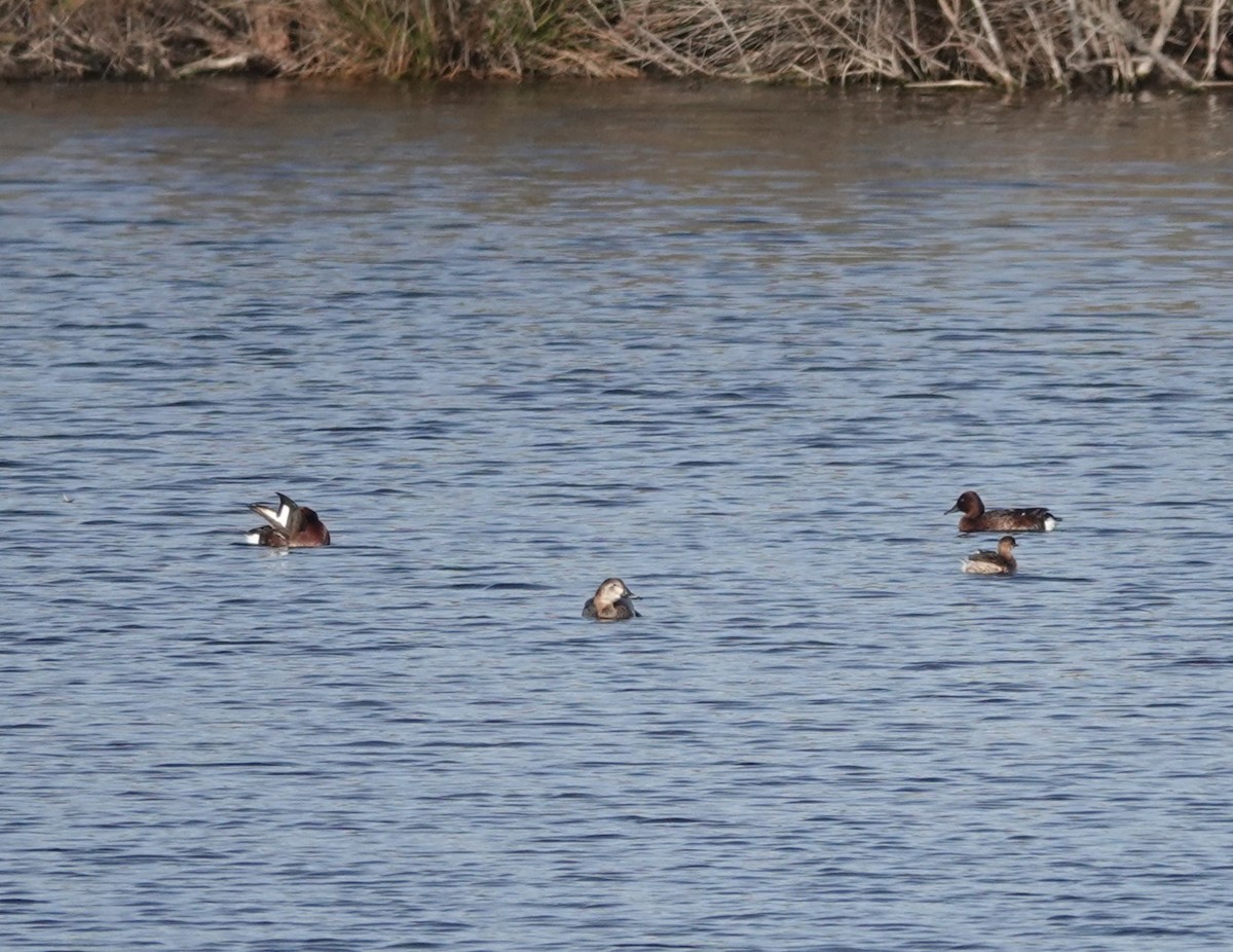 Ferruginous Duck - ML626322055