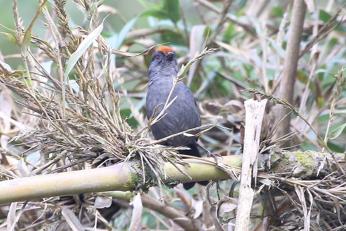 Cuzco Brushfinch - ML626322128