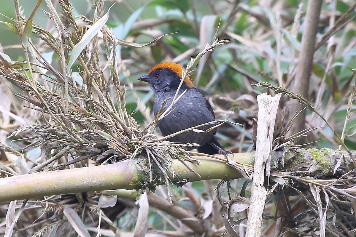 Cuzco Brushfinch - ML626322129