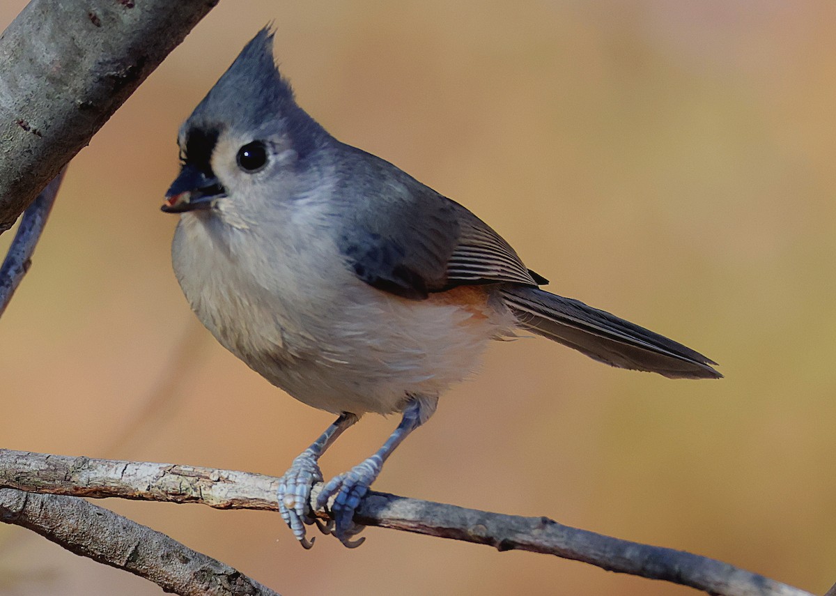 Tufted Titmouse - ML626322385