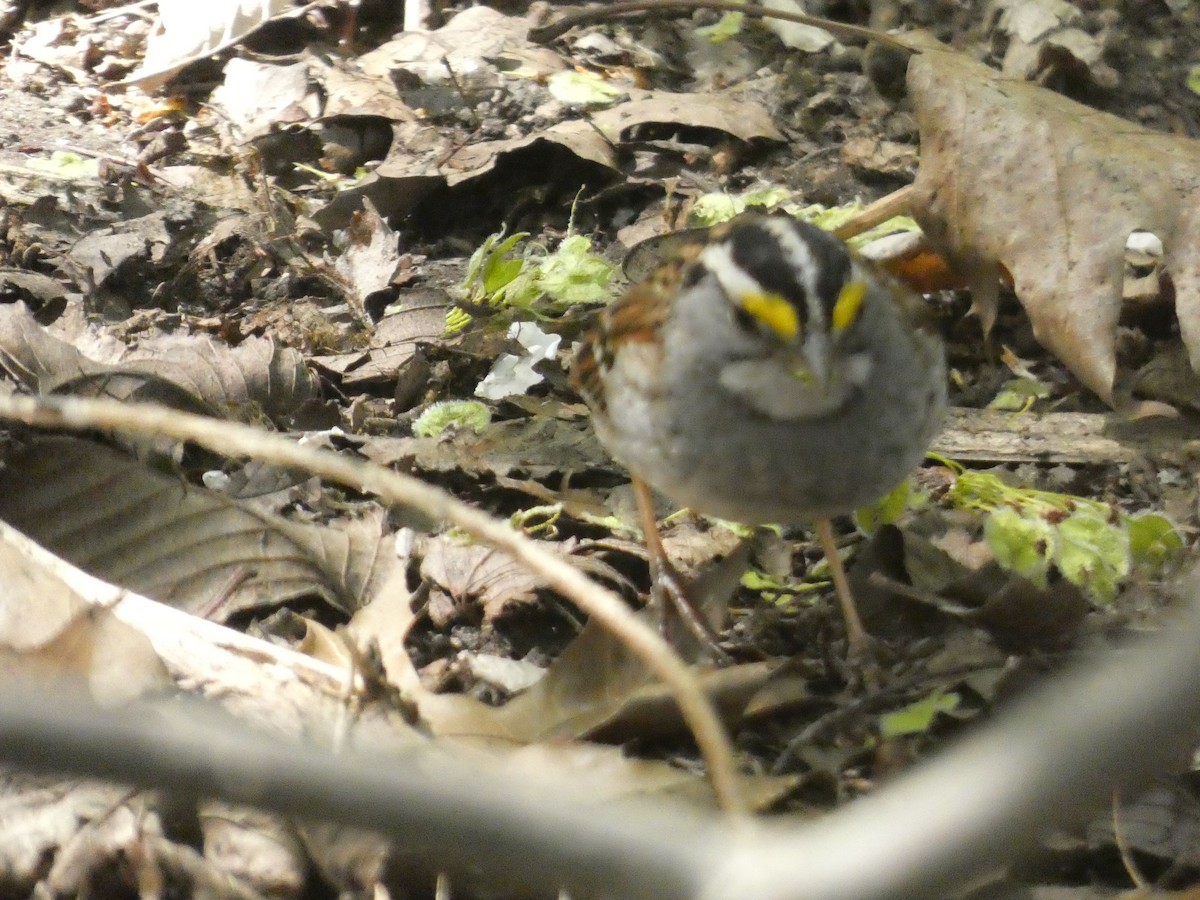 White-throated Sparrow - ML626322395