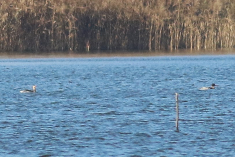 Red-breasted Merganser - ML626322412