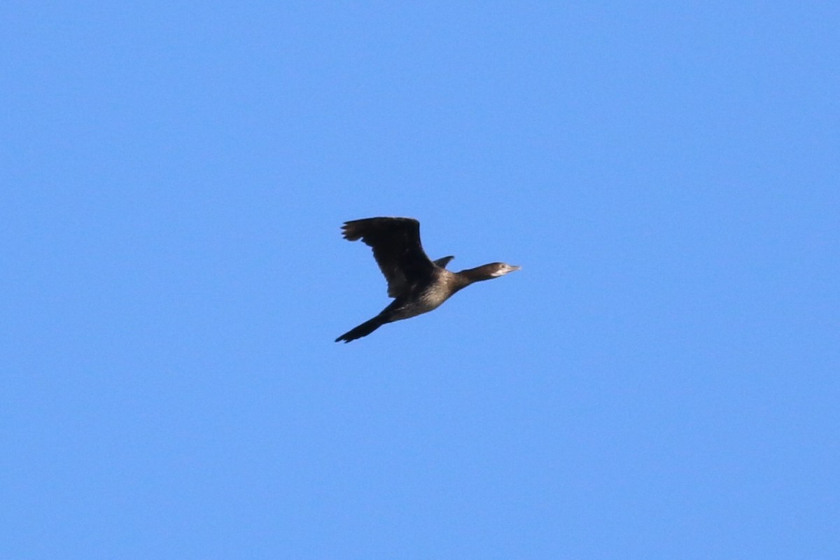 Pygmy Cormorant - ML626322423