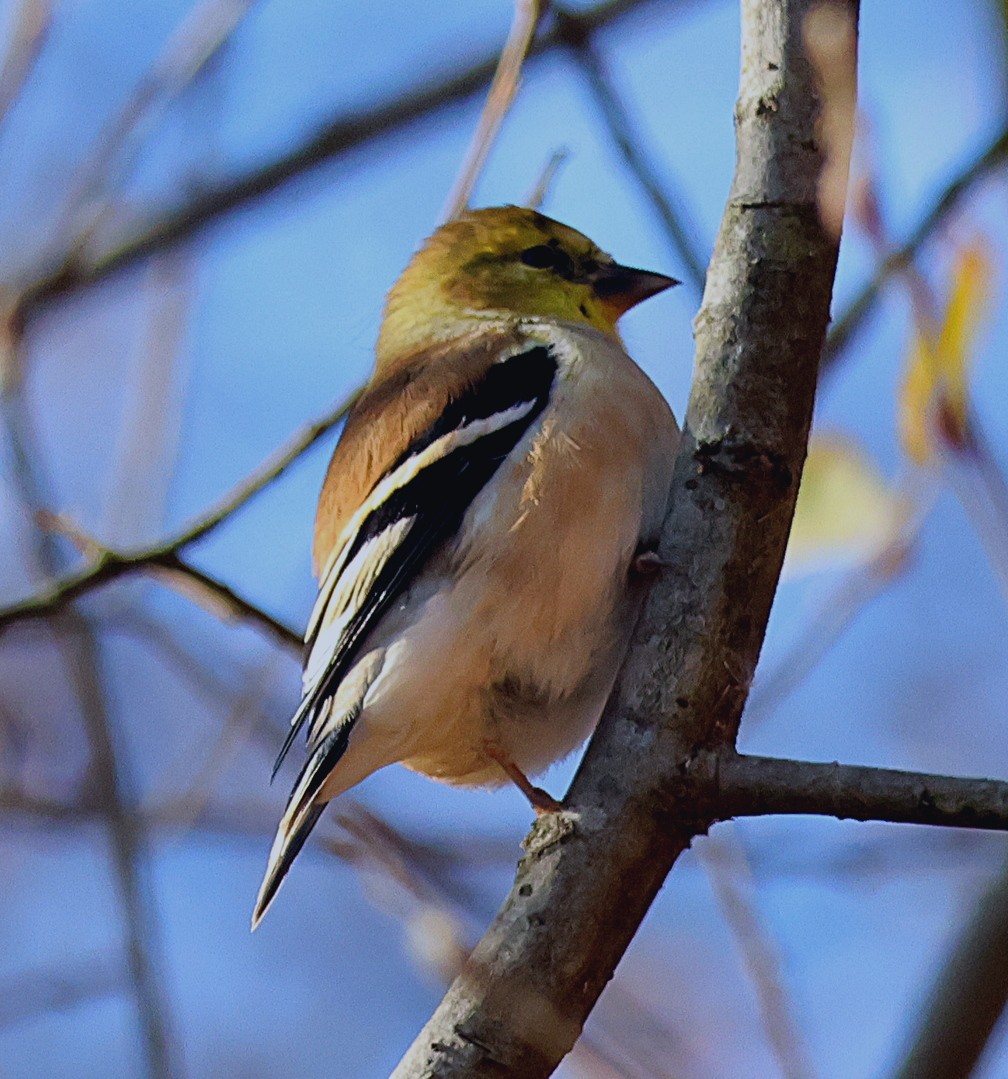 American Goldfinch - ML626322453