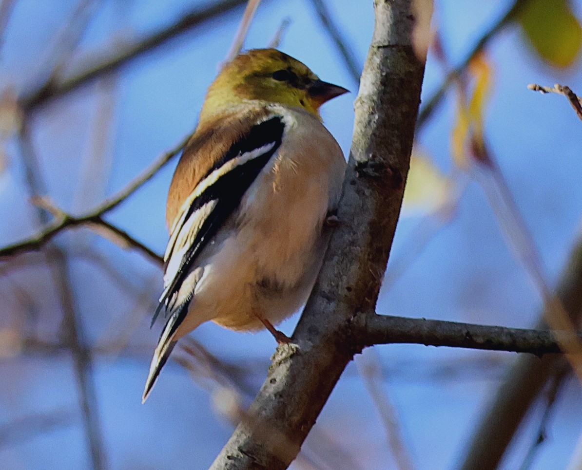 American Goldfinch - ML626322454