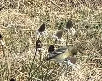 Lesser Goldfinch - ML626322585